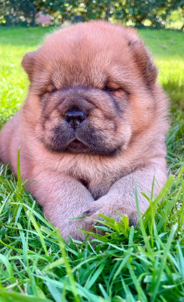 De Yuán Fang - Chiot disponible  - Chow Chow