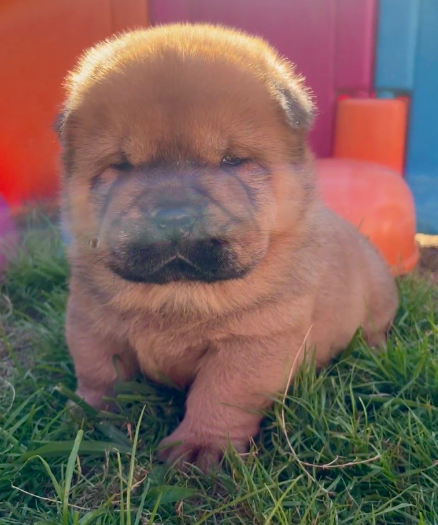 De Yuán Fang - Chiot disponible  - Chow Chow