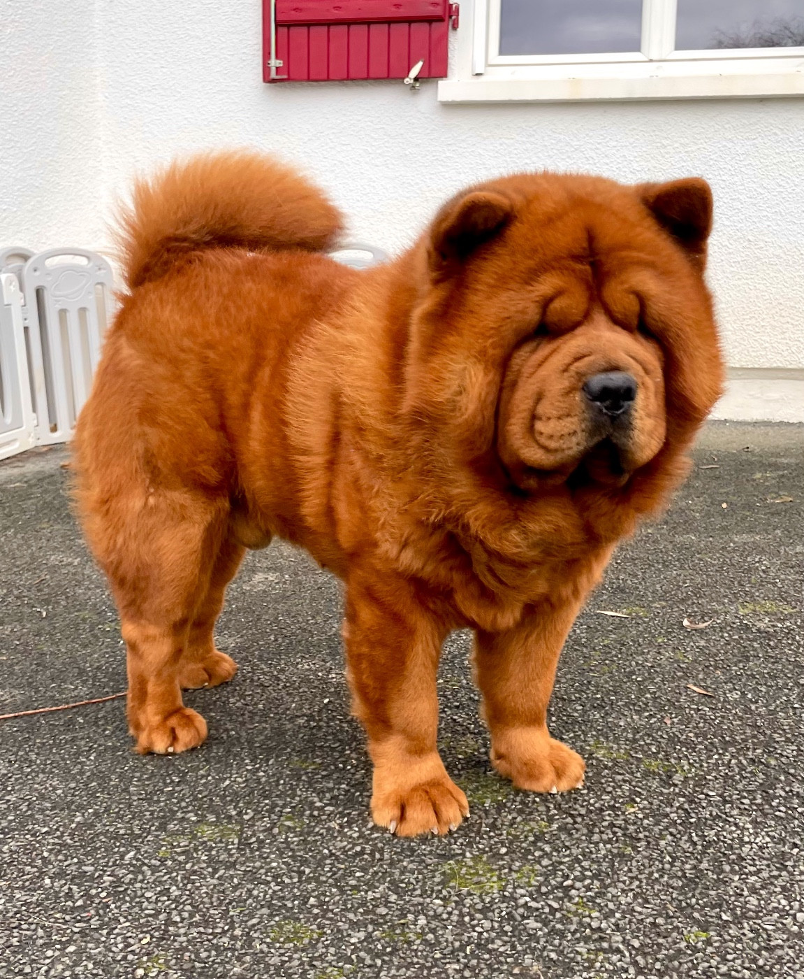 old sweetland's Veyzh dit tosha