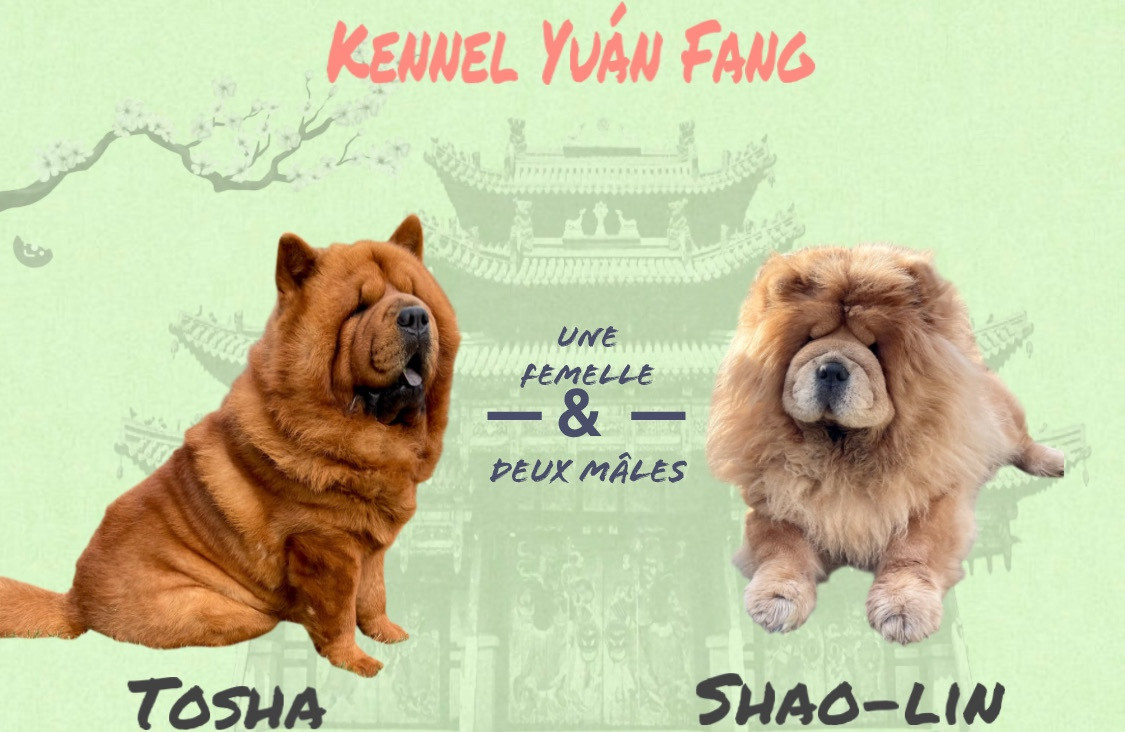 Chiot Chow Chow De Yuán Fang