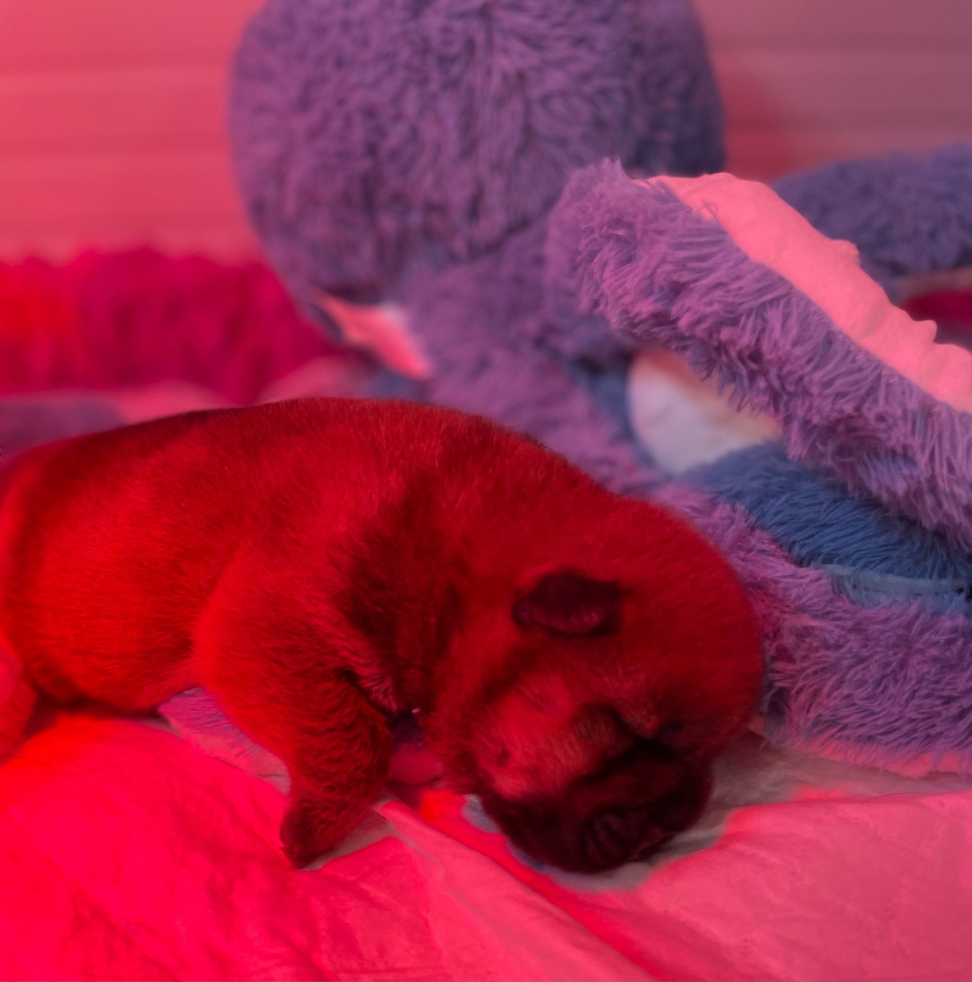 De Yuán Fang - Chiots disponibles - Chow Chow