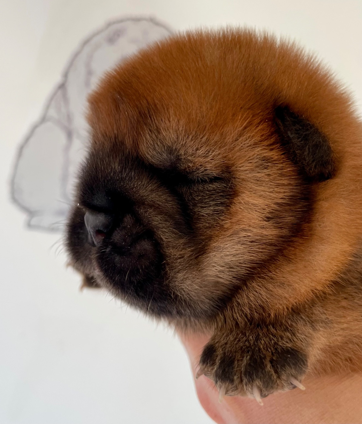 De Yuán Fang - Chiots disponibles - Chow Chow