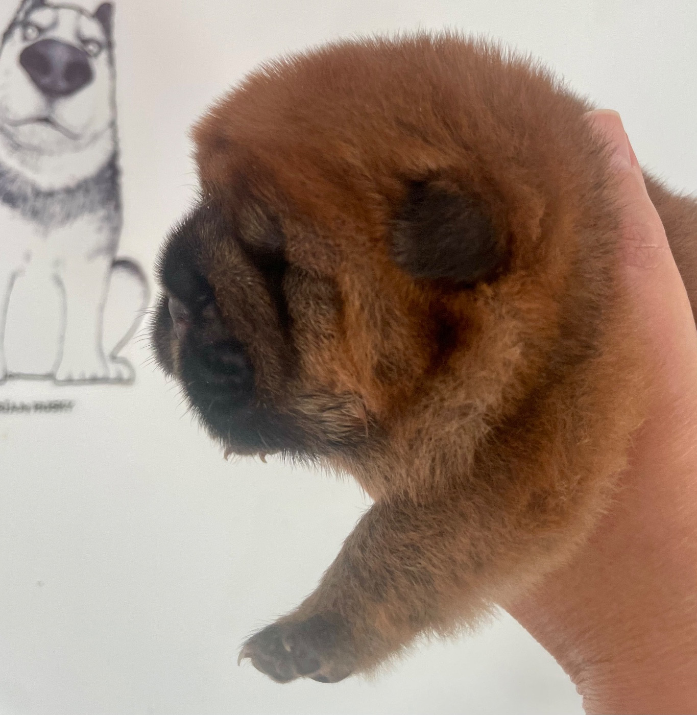 De Yuán Fang - Chiots disponibles - Chow Chow